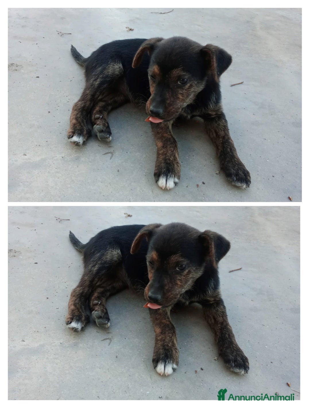 Altre razze cani in regalo: CUCCIOLI AMOREVOLI  - Annuncio 1