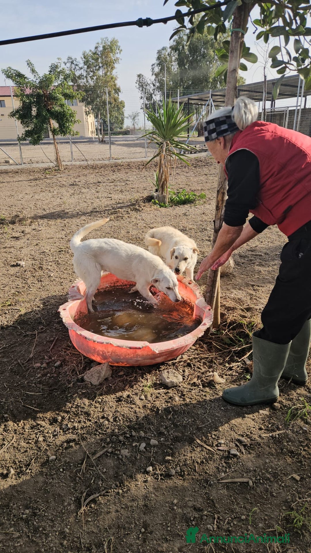 Meticcio cani in regalo: Chiara: 1 anno, socievole ed equilibrata - Annuncio 11