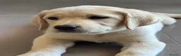 Labrador cani in vendita: Splendidi Cuccioli di Labrador - Annuncio 13
