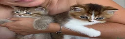 British gatti in vendita: meravigliosi cuccioli gattini British Shorthair  - Annuncio 4