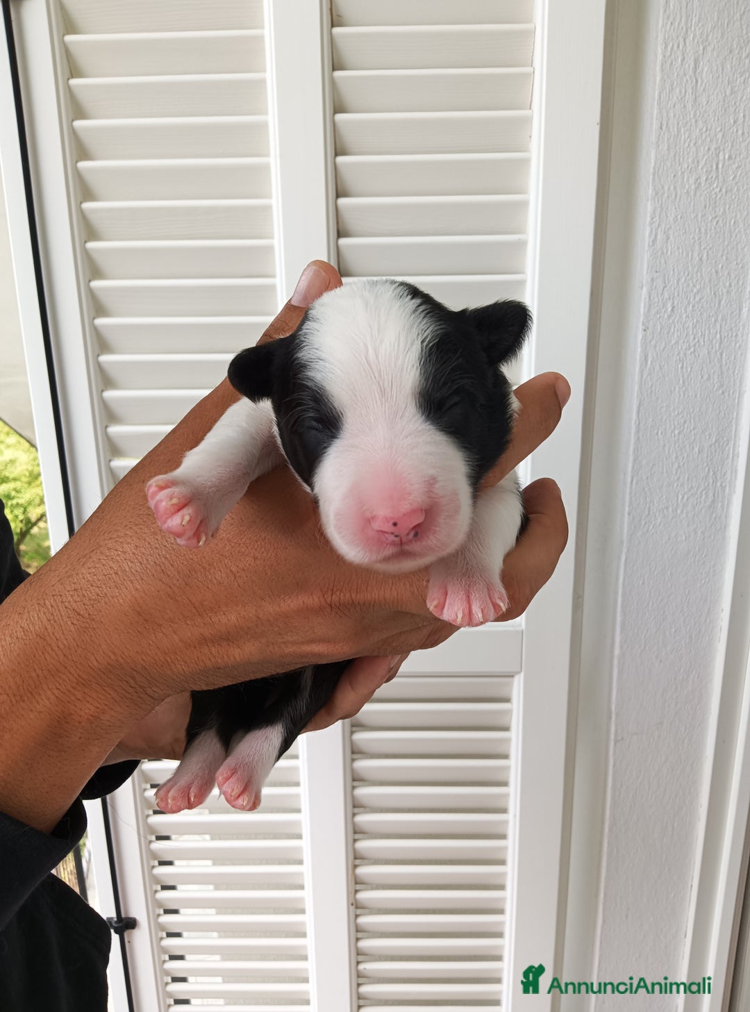 Border Collie cani in vendita: Cuccioli Border Collie a Città Metropolitana di Torino - Immagine 24
