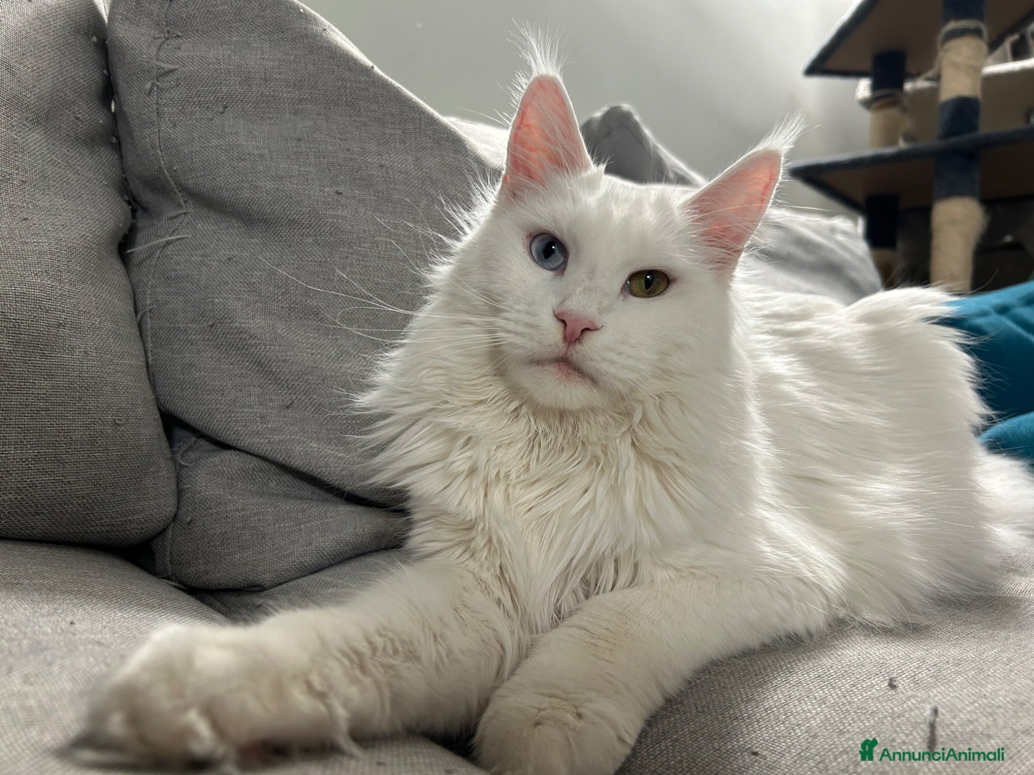 Maine Coon gatti in vendita: Prenotazione cucciole Maine Coon  - Annuncio 1