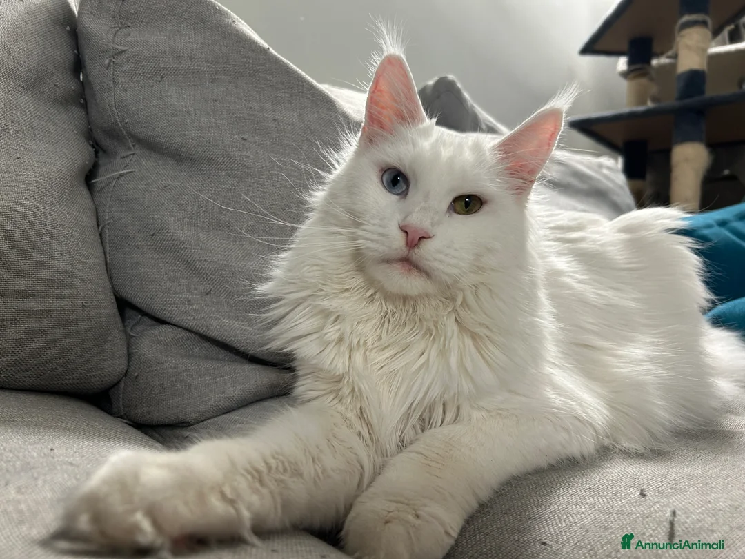 Maine Coon gatti in vendita: Prenotazione cucciole Maine Coon  - Annuncio 1