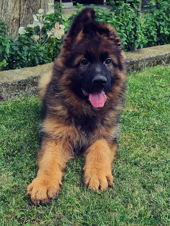 Pastore Tedesco cani Pastore tedesco rara varietà grigio a pelo lungo - Annuncio 1