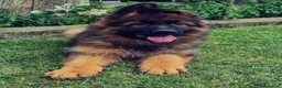 Pastore Tedesco cani in vendita: Pastore tedesco rara varietà grigio a pelo lungo - Annuncio 1
