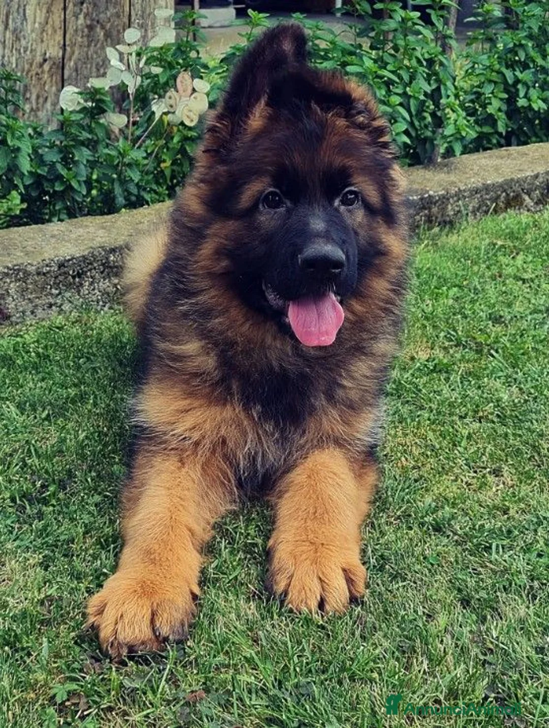 Pastore Tedesco cani in vendita: Pastore tedesco rara varietà grigio a pelo lungo - Annuncio 1