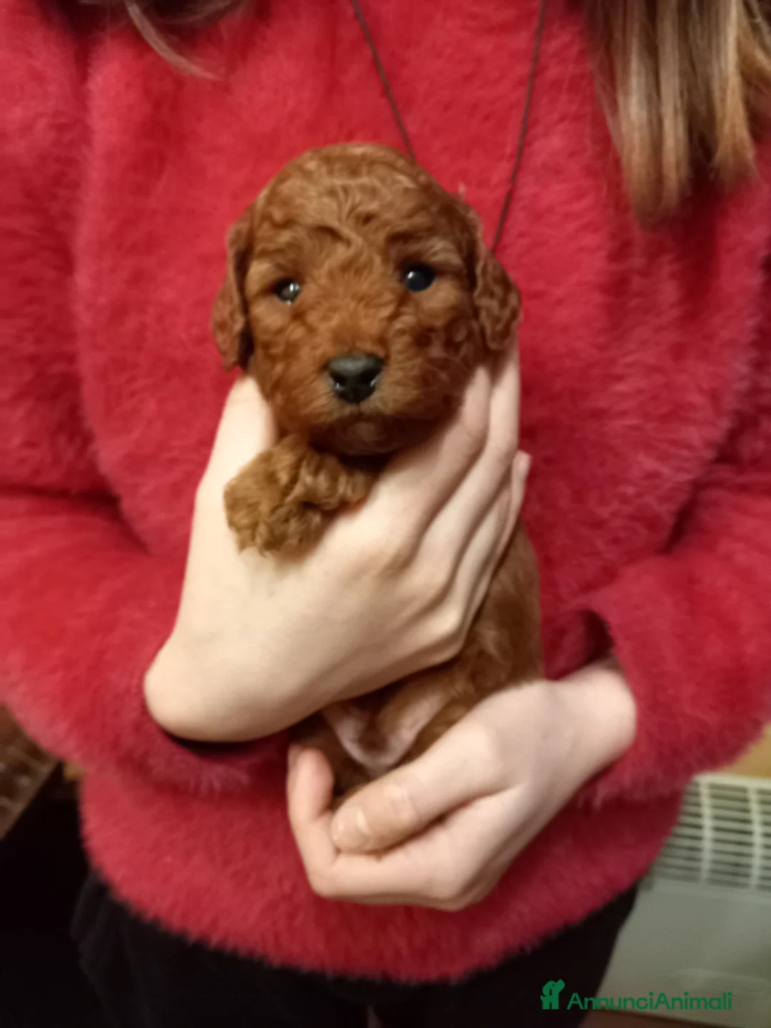 Barboncino cani in vendita: Barboncino nano red ultimo maschio disponibile  - Annuncio 1