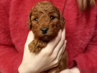 Barboncino cani Barboncino nano red ultimo maschio disponibile - Annuncio 1