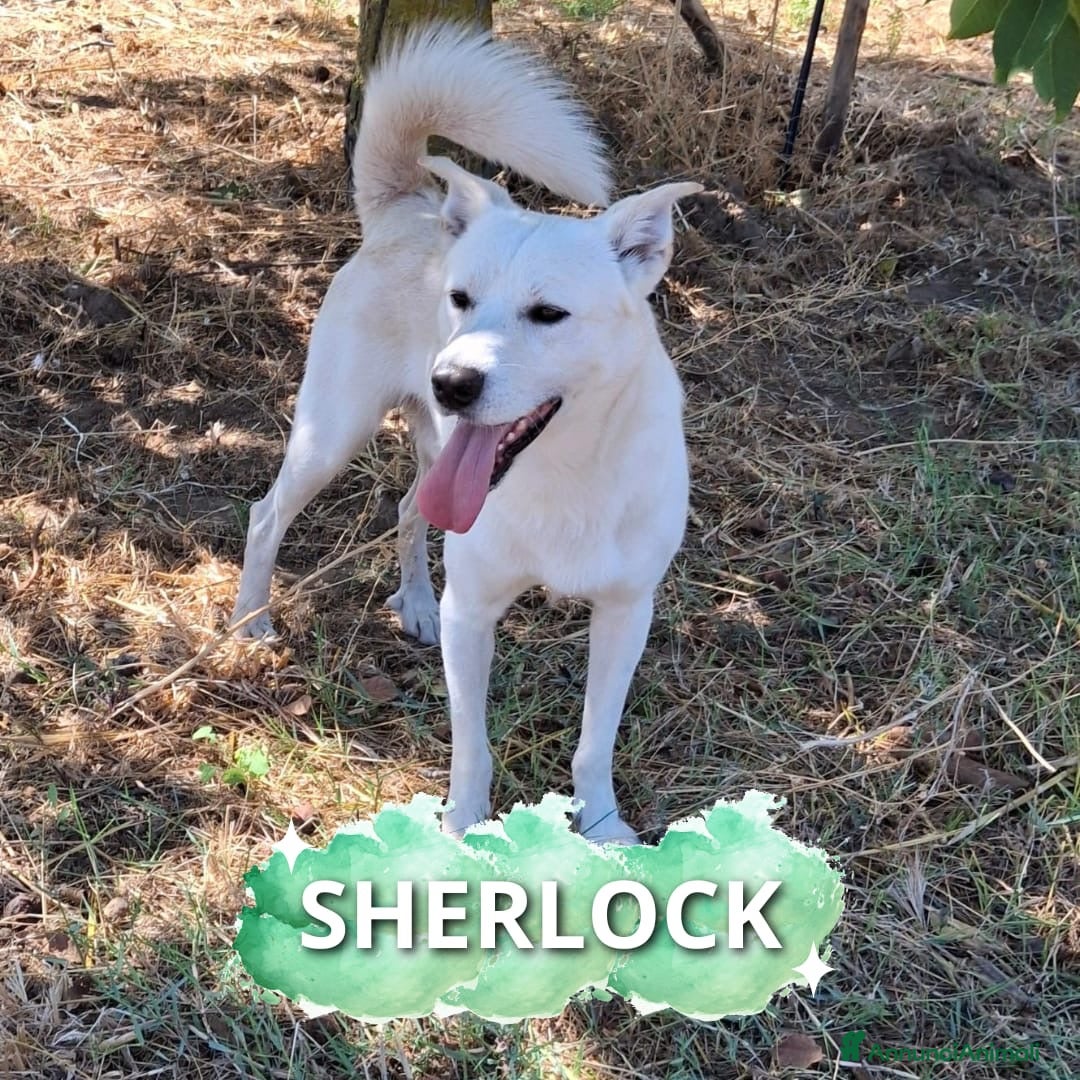 Meticcio cani in regalo: SHERLOCK 💙 -dolce cucciolone di cui innamorarsi😍 - Annuncio 1