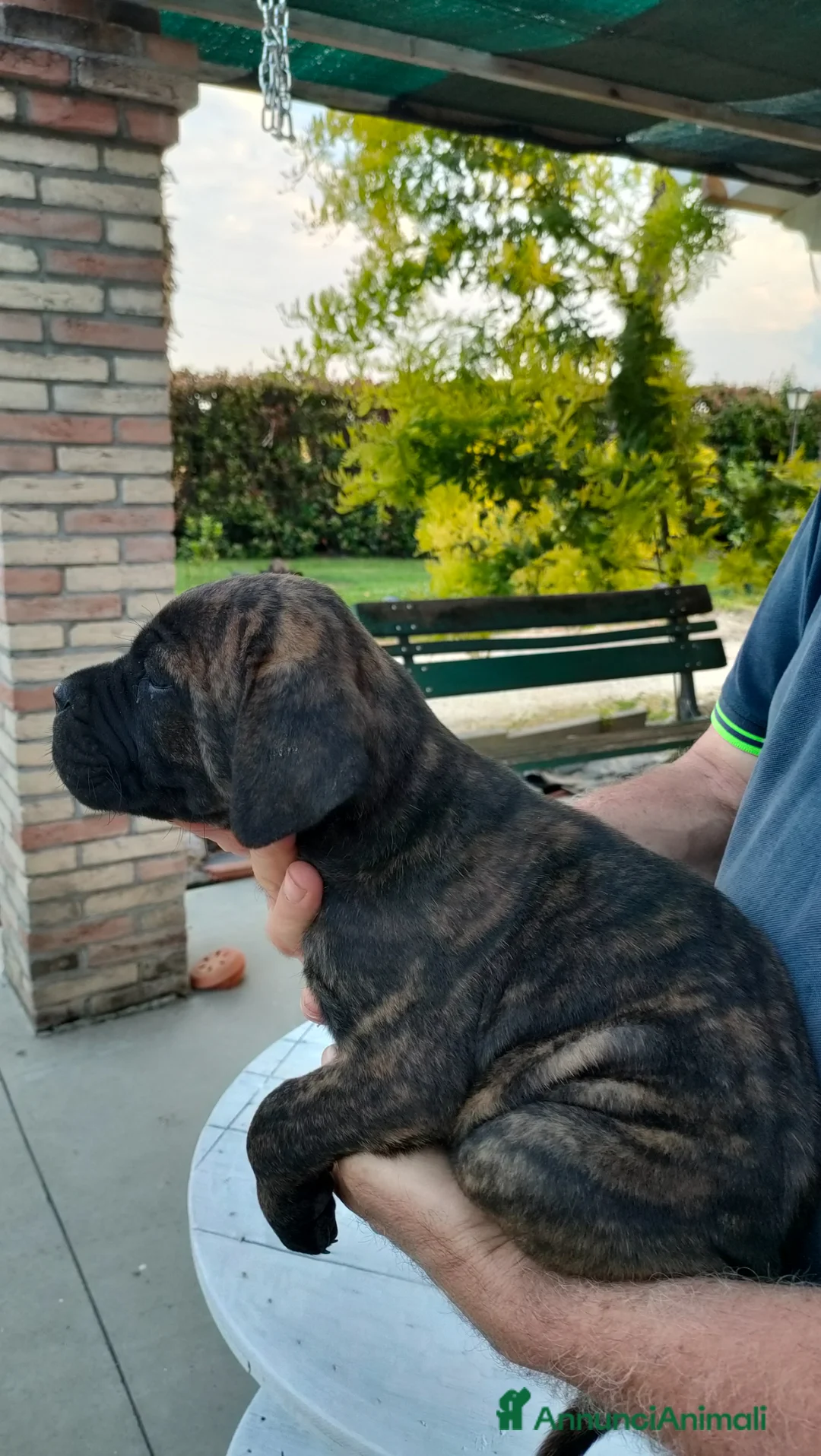 Cane Corso cani in vendita: Cuccioli di Cane Corso pronti per la consegna - Annuncio 21