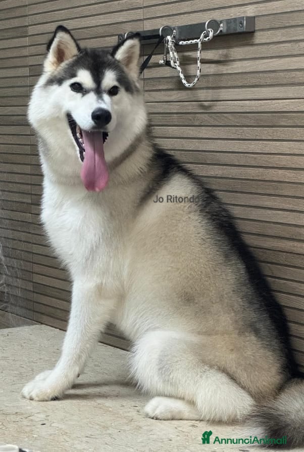 Husky cani CLOUD HUSKY CERCA CASA URGENTE - Annuncio 2