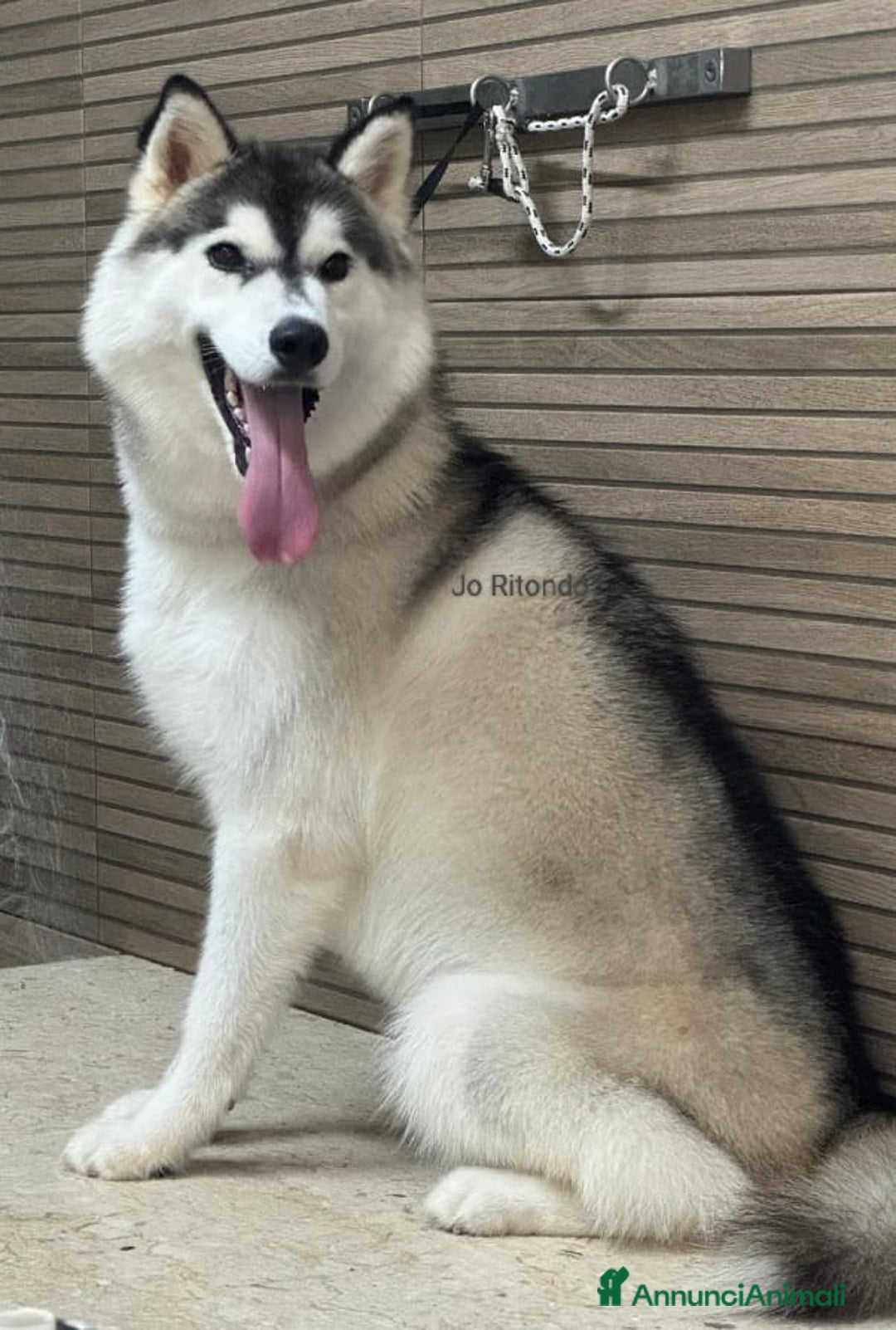 Husky cani in regalo: CLOUD HUSKY CERCA CASA URGENTE - Annuncio 1