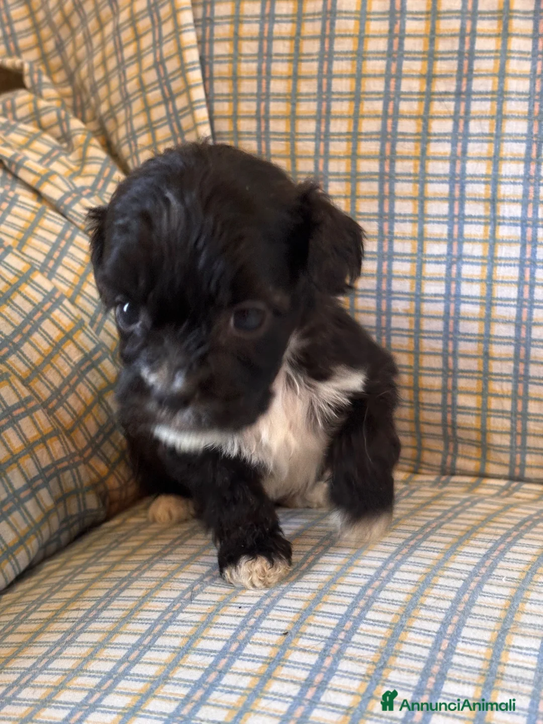 Shihpoo cani in vendita: Cuccioli di cane Shihpoo - Annuncio 1