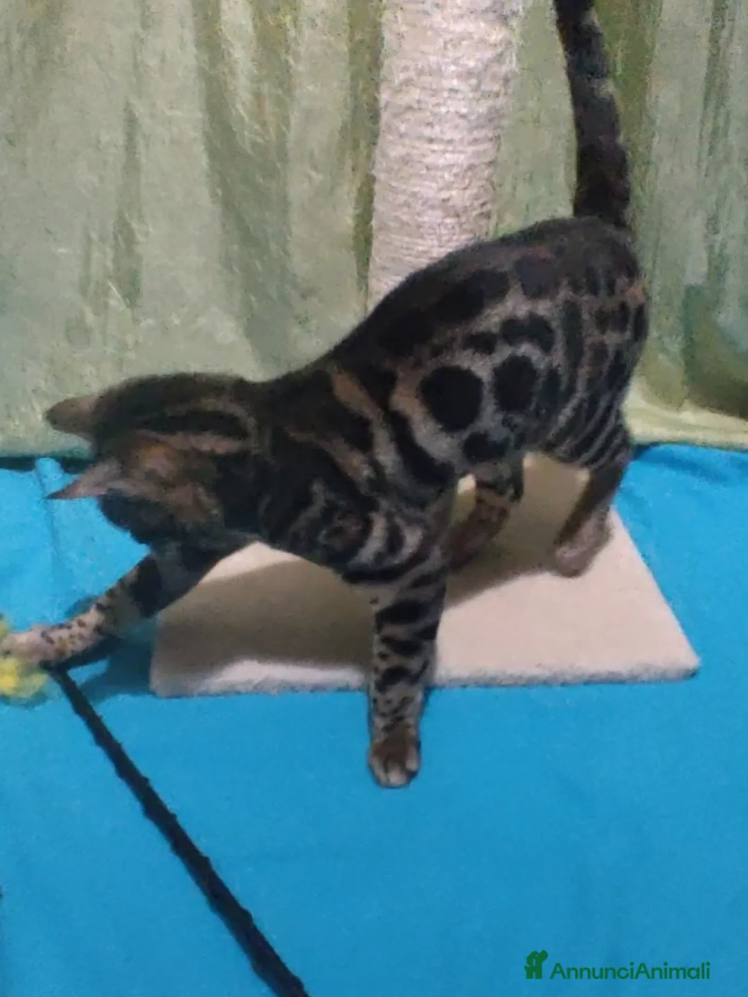 Bengala gatti in vendita: Gatto del Bengala Maschio  - Annuncio 4