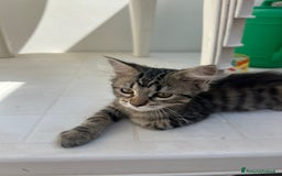 Europeo gatti in regalo: Kimera  - Annuncio 3