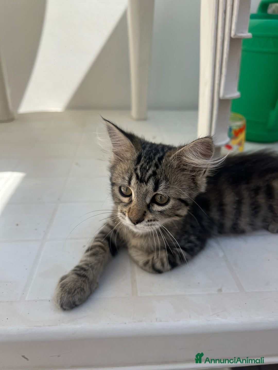 Europeo gatti in regalo: Kimera  - Annuncio 3