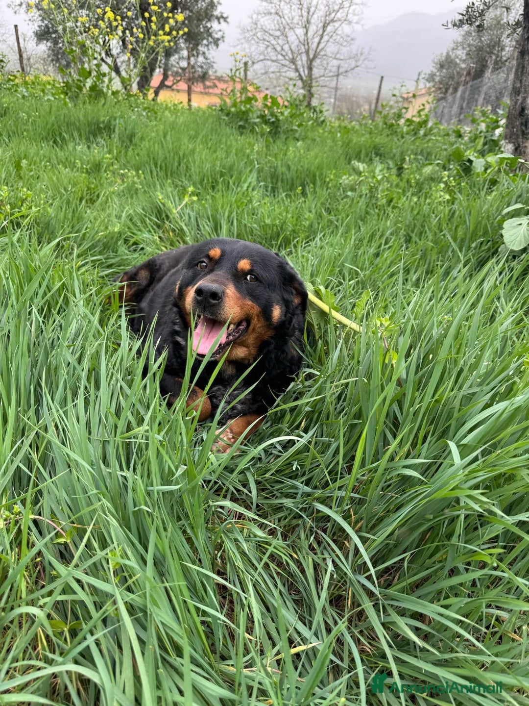 Rottweiler cani in regalo: GUENDY, dolcissima mix ROTT sfortunata - Annuncio 8