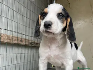 Meticcio cani LA PICCOLA SELENE - Annuncio 7