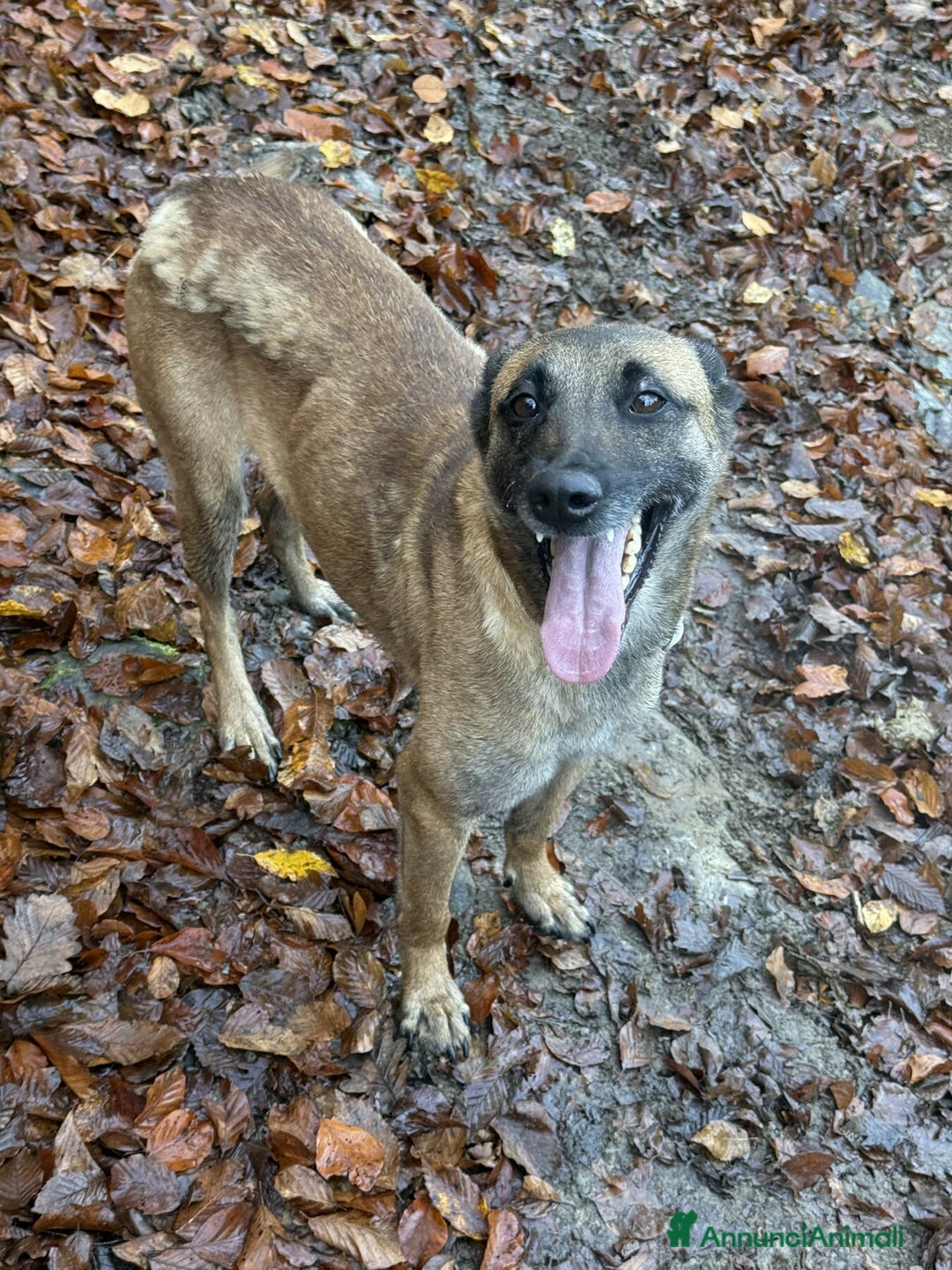 Pastore Belga cani in regalo: Splendidi PASTORI BELGA MALINOIS cercano famiglie! - Annuncio 3