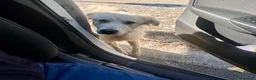 Altre razze cani in regalo: Bruno - Annuncio 3