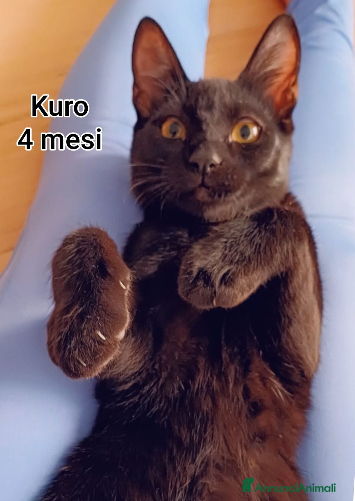 Meticcio gatti ADOTTA UN GATTINO! - Annuncio 6