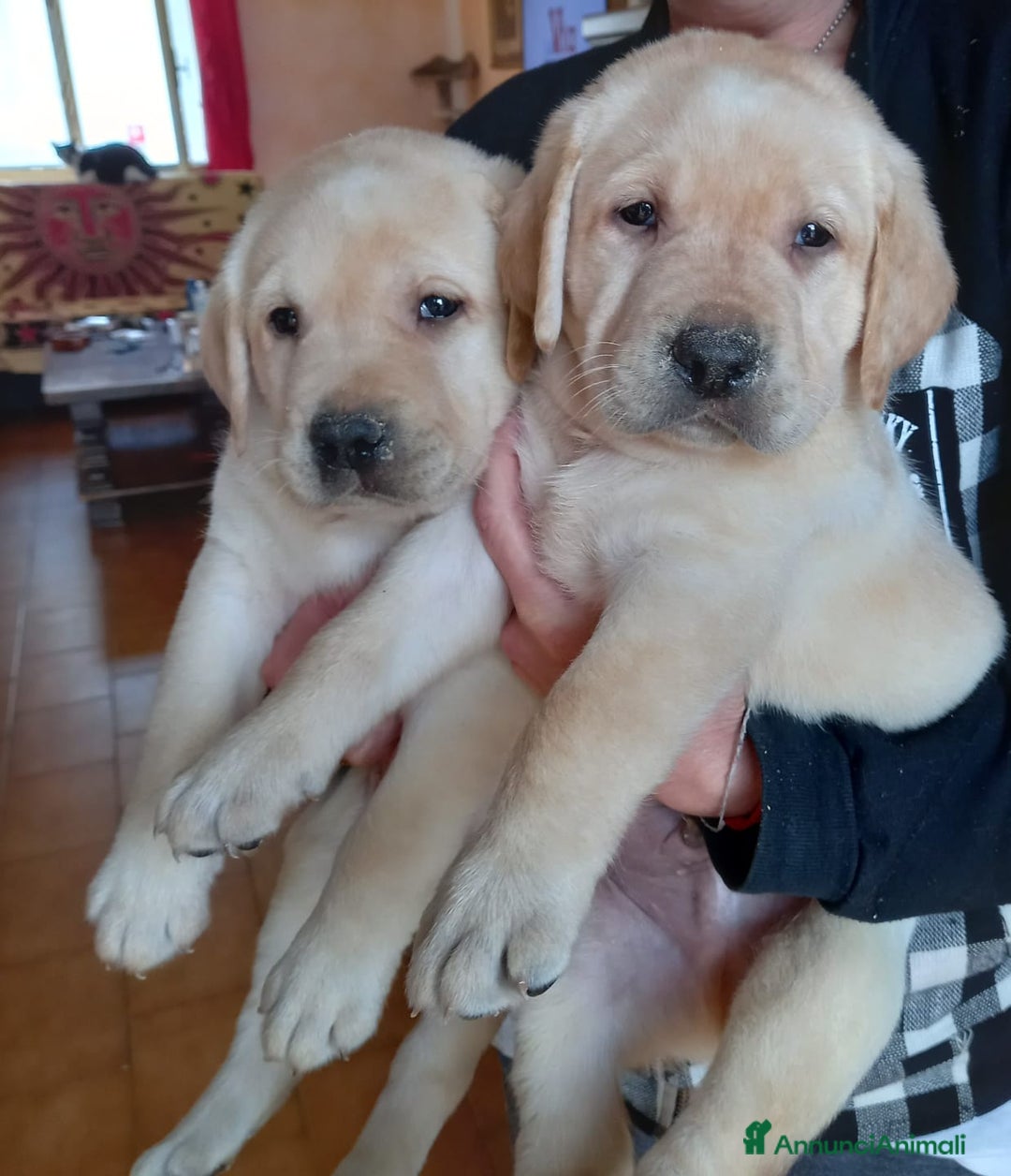 Labrador cani in vendita: Labrador  - Annuncio 2