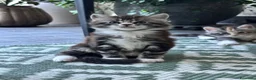 Maine Coon gatti in vendita: Vendita cuccioli Maine Coon con pedigree ANFI a Città metropolitana di Milano - Annuncio 3