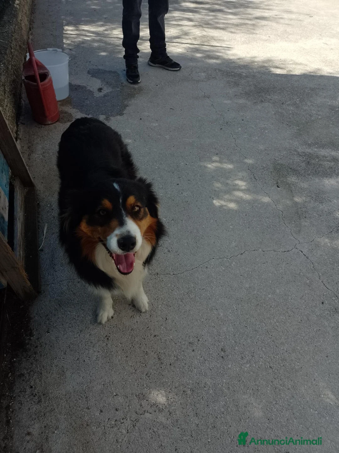 Australian Shepherd cani in vendita: Vendita cuccioli  - Annuncio 2