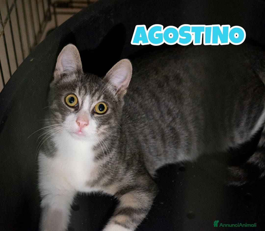 Europeo gatti in regalo: Agostino un micino dagli occhi magnetici  - Annuncio 2