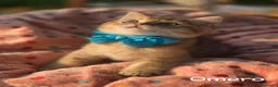British gatti in vendita: Cuccioli British Golden e Silver - Annuncio 9
