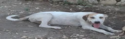 Meticcio cani in regalo: SPECK 💙 un concentrato di allegria! a Provincia di Alessandria - Annuncio 5