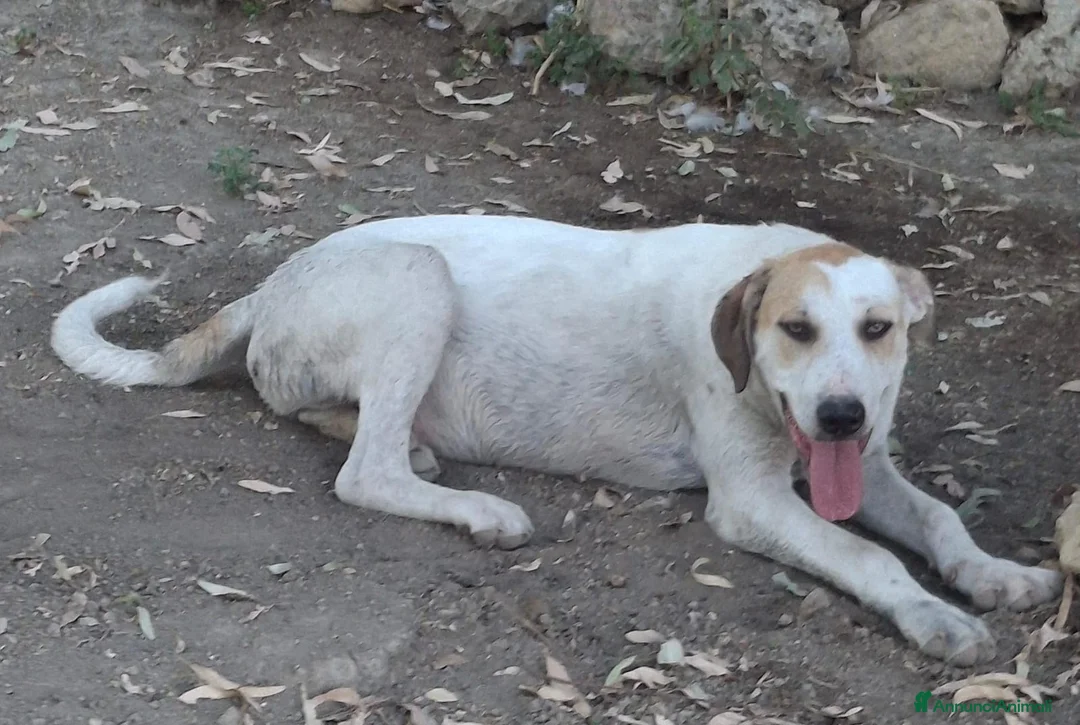 Meticcio cani in regalo: SPECK 💙 un concentrato di allegria! a Provincia di Alessandria - Annuncio 5