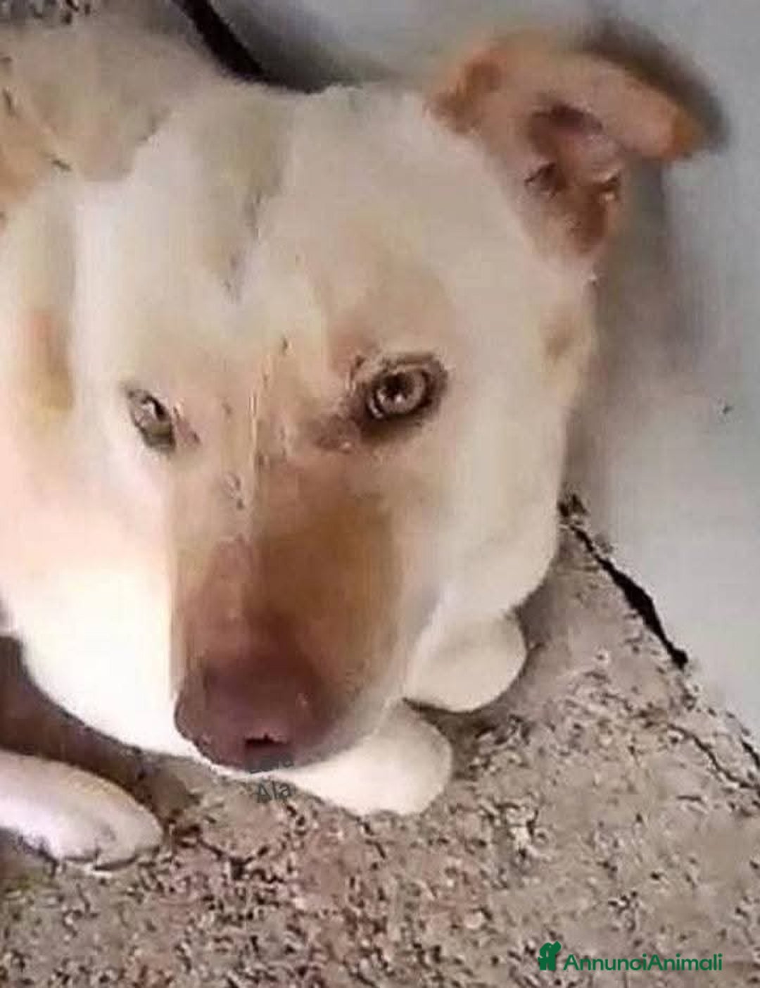 Meticcio cani in regalo: UNA VITA IN ATTESA D'AMORE - Annuncio 3