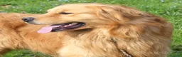 Golden Retriever cani in vendita: Golden retriever cuccioli angloamericani  - Annuncio 8