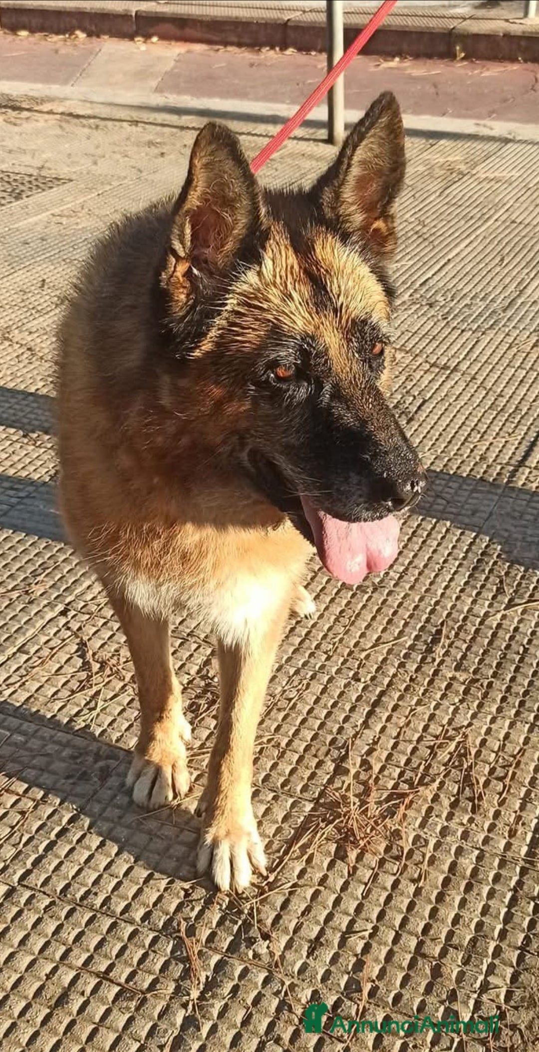 Pastore Tedesco cani in regalo: Cloe, pastore dal cuore grande - Annuncio 13