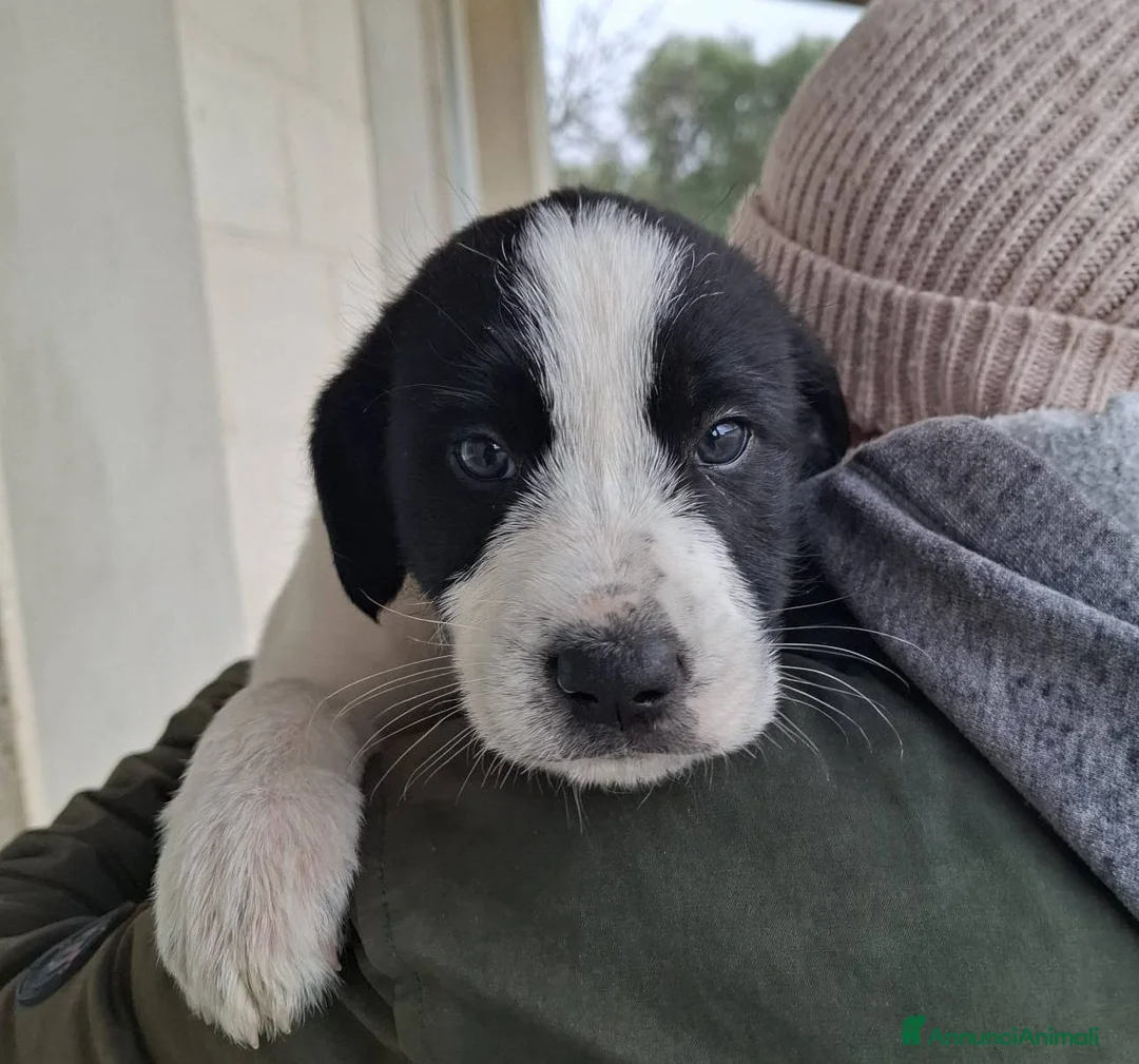 Meticcio cani in regalo: Quattro polpettine cercano casa - Annuncio 7