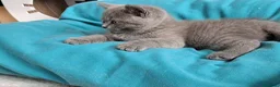British gatti in vendita: British shorhair cuccioli  - Annuncio 4