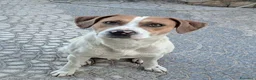 Meticcio cani in regalo: BEPPE adorabile tenerone a Città metropolitana di Milano - Annuncio 3