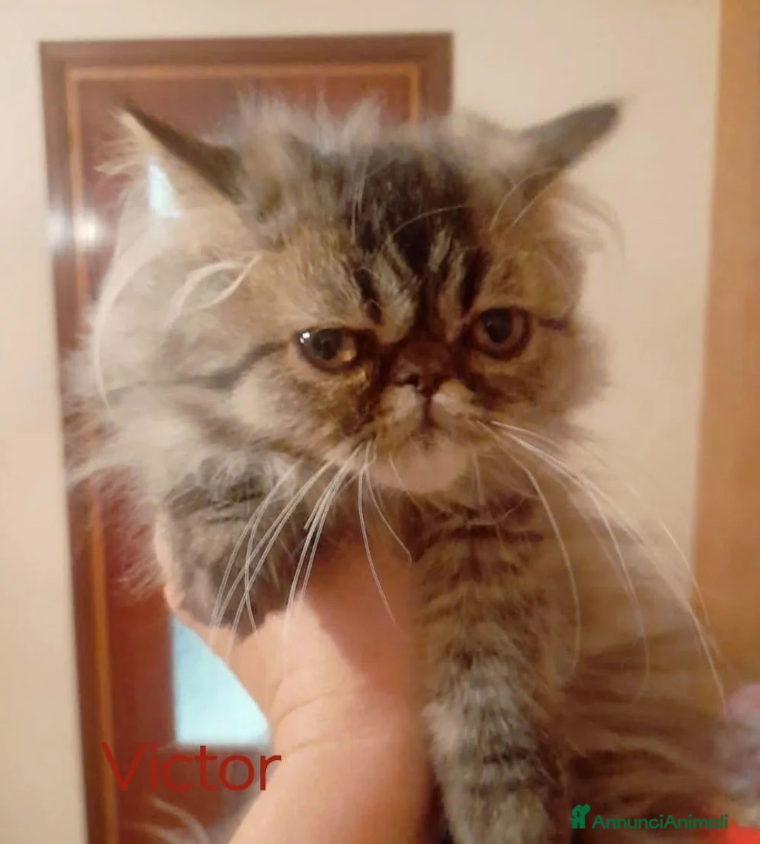 Persiano gatti in vendita: Persiano Golden Tabby Blotched  - Annuncio 3