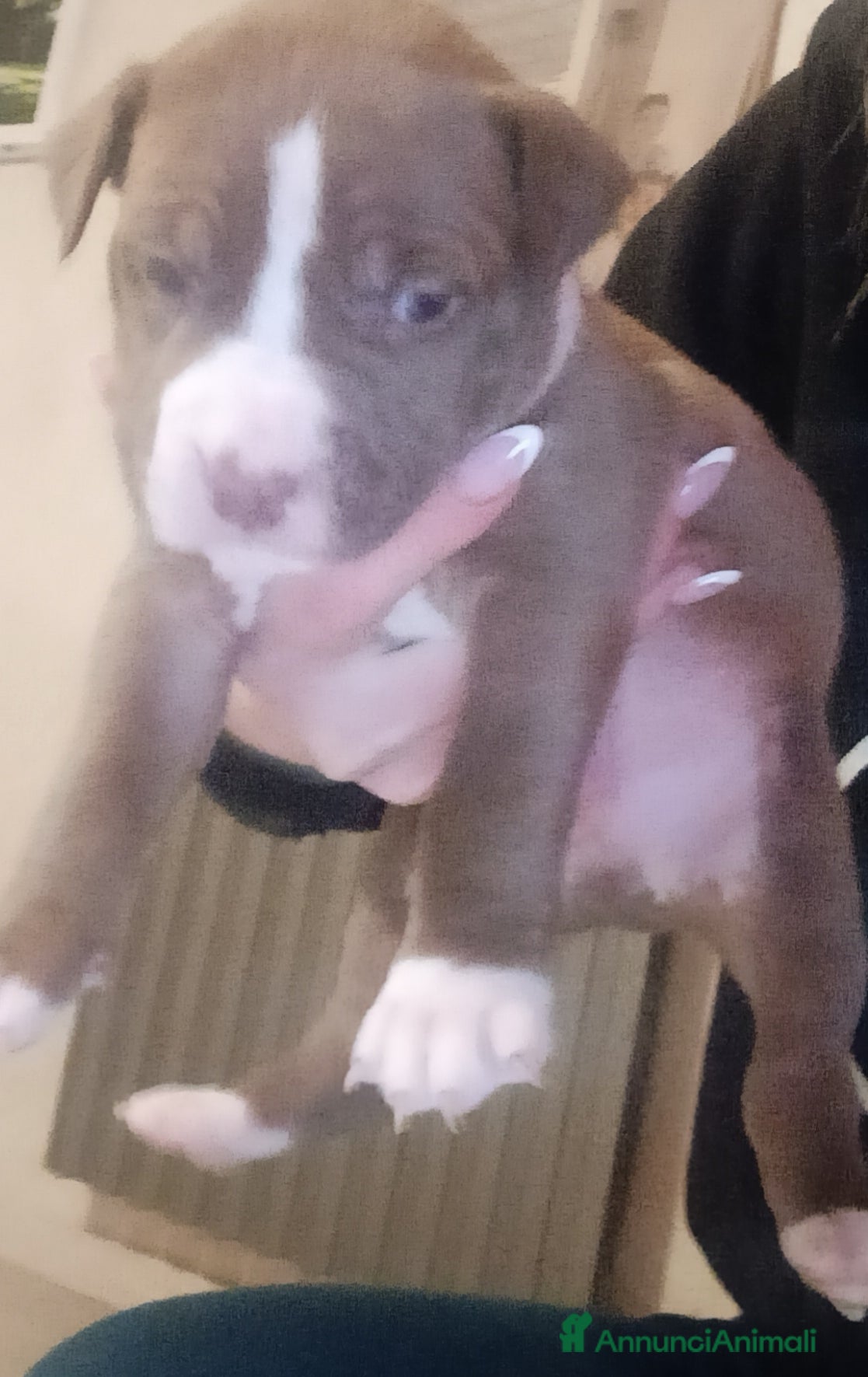 Pitbull cani Cuccioli di american Pitbull terrier  - Annuncio 2