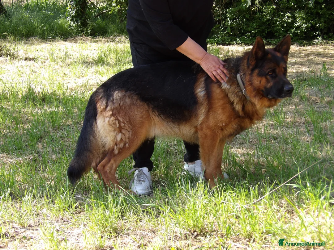 Pastore Tedesco cani in vendita: 7 Cuccioli Pastore Tedesco con Pedigree ENCI a Provincia di Verona - Annuncio 2