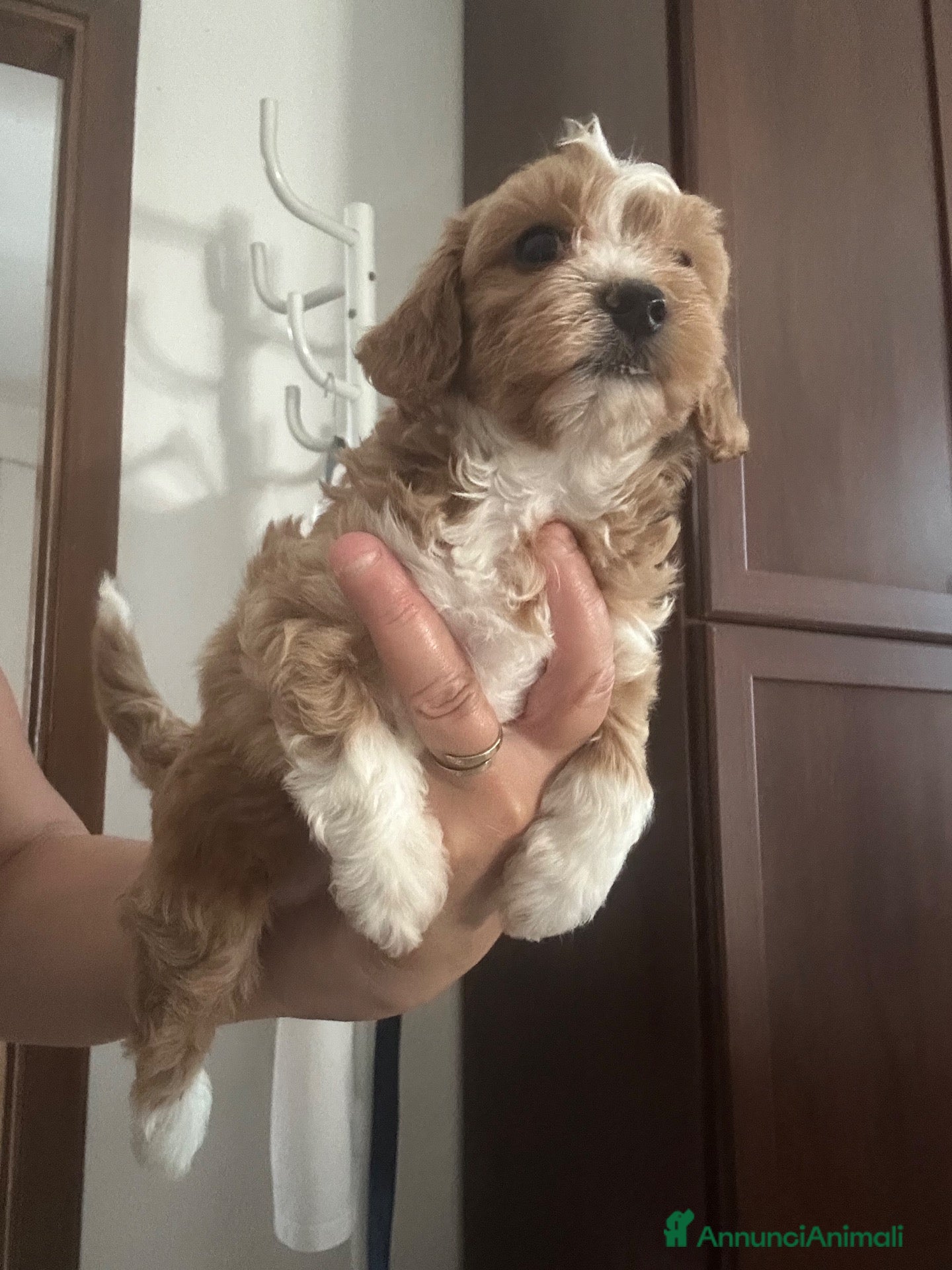 Maltipoo cani in vendita: Maltipoo  - Annuncio 1