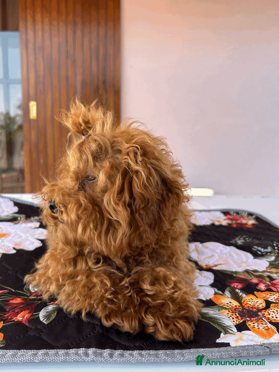 Barboncino Toy cani in vendita: Cuccioli di Barboncino Toy e Tea Cup - Annuncio 3