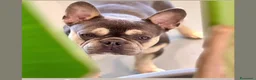 Bulldog Francese cani in vendita: Bulldog francese blu and tan - Annuncio 7