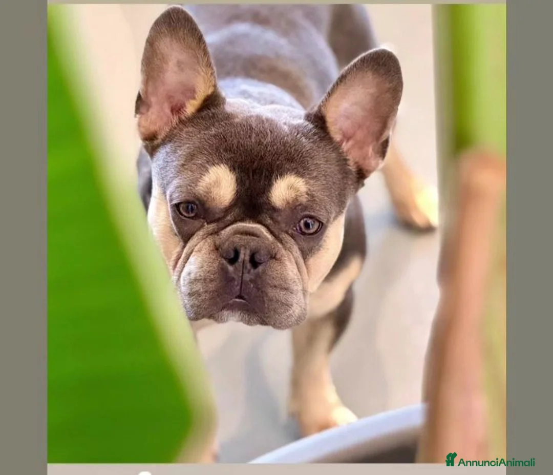 Bulldog Francese cani in vendita: Bulldog francese blu and tan - Annuncio 7