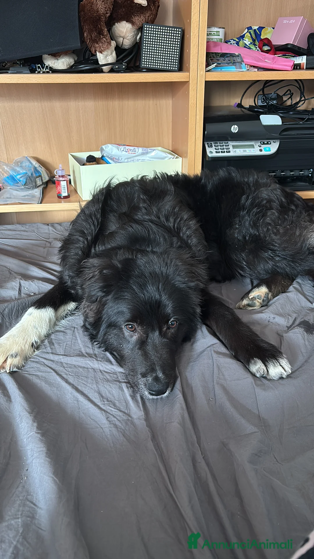 Meticcio cani in regalo: Cane  - Annuncio 2