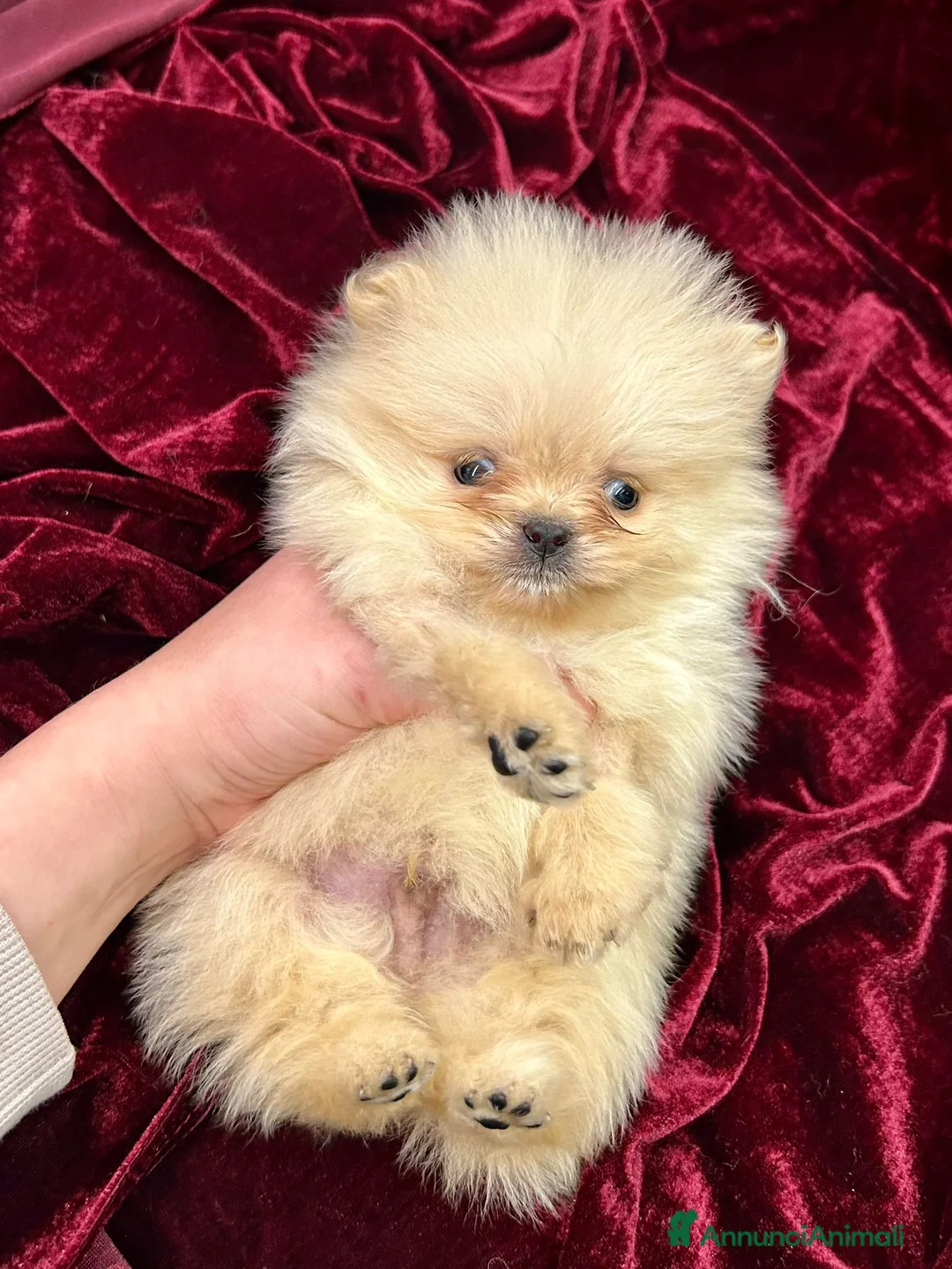 Spitz cani in vendita: Spitz Pomerania  - Annuncio 5