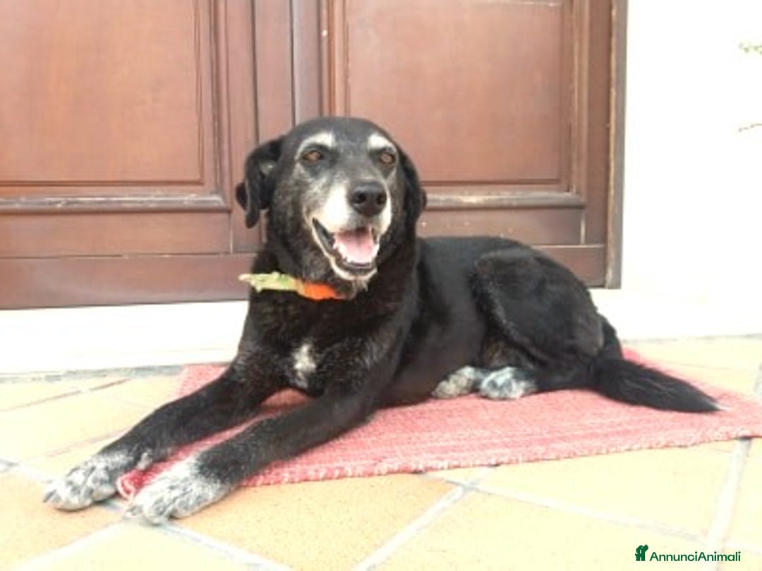 Meticcio cani in regalo: BUONA E DOLCE HOLLY IN REGALO a Città metropolitana di Catania - Annuncio 4