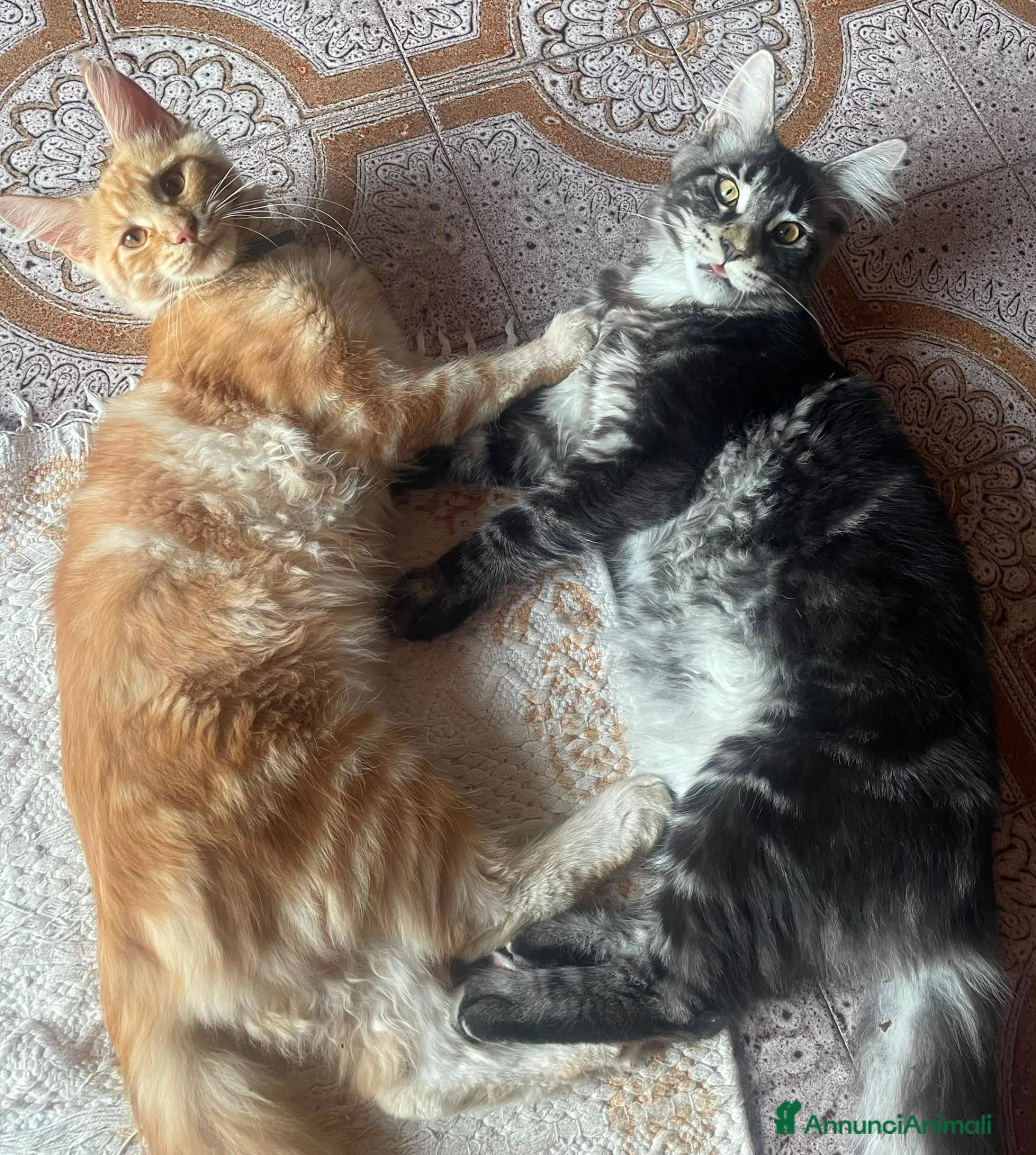 Maine Coon gatti Maine Coon cucciola Red - Annuncio 32