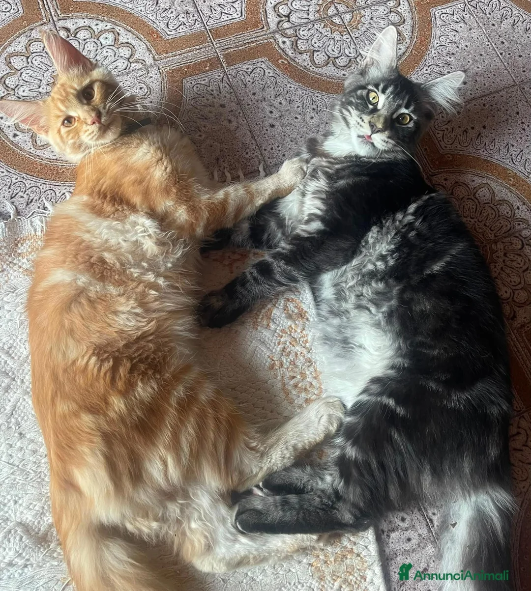 Maine Coon gatti in vendita: Maine Coon cucciola Red - Annuncio 1